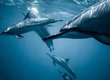 开云官方app-孙杨案现转机 瑞士联邦法庭撤销CAS八年禁赛处罚